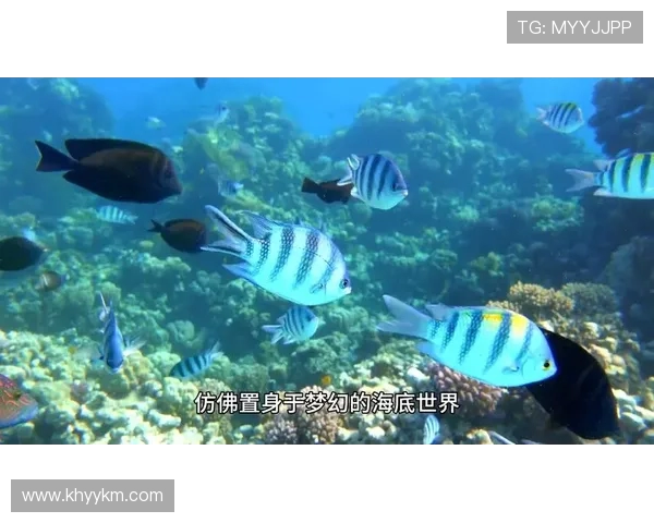 菲律宾与马尔代夫精彩对决录像回放分析及精彩瞬间集锦